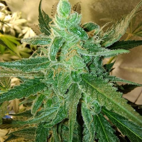Sugar Black Rose Early Version 1 growlog timeline photo