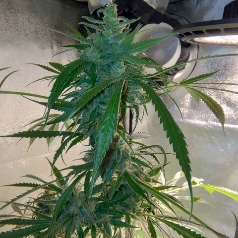 Sugar Black Rose Early Version 1 growlog timeline photo