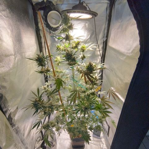 Sugar Black Rose Early Version 1 growlog photo: Trichomes STILL not quite there. Now starting to see signs of purple on the buds.