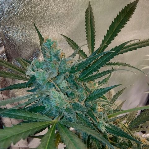 Sugar Black Rose Early Version 1 growlog photo: Trichomes STILL not quite there. Now starting to see signs of purple on the buds.