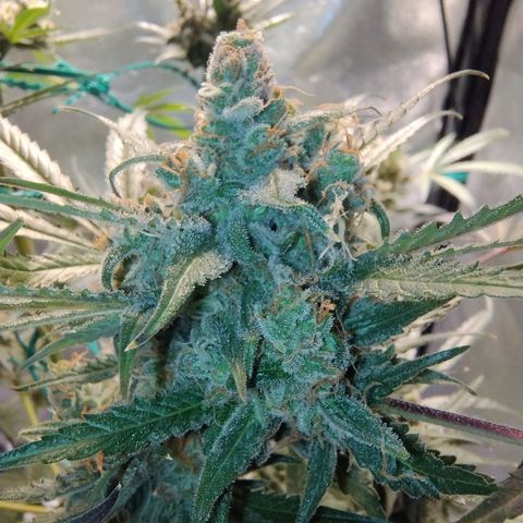 Sugar Black Rose Early Version 1 growlog photo: Trichomes STILL not quite there. Now starting to see signs of purple on the buds.