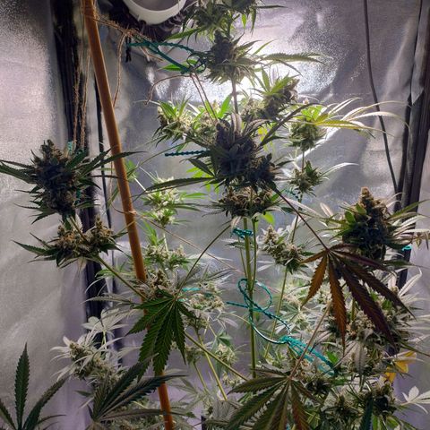 Sugar Black Rose Early Version 1 growlog photo: Trichomes STILL not quite there. Now starting to see signs of purple on the buds.