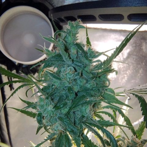 Sugar Black Rose Early Version 1 growlog photo: Trichomes STILL not quite there. Now starting to see signs of purple on the buds.