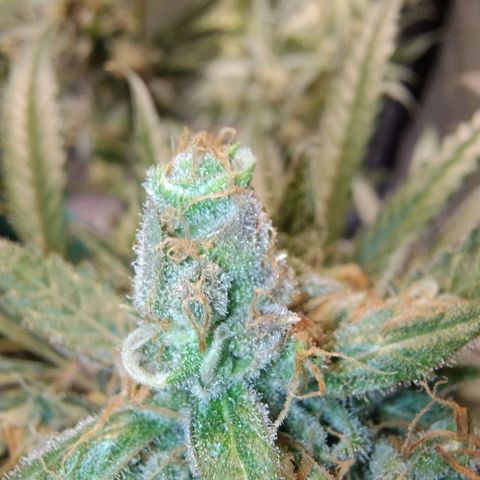 Sugar Black Rose Early Version 1 growlog photo: Trichomes STILL not quite there. Now starting to see signs of purple on the buds.