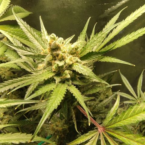 Sugar Black Rose Early Version 1 growlog photo: Trichomes STILL not quite there. Now starting to see signs of purple on the buds.