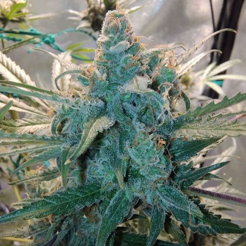 Sugar Black Rose Early Version 1 growlog photo: Trichomes STILL not quite there. Now starting to see signs of purple on the buds.