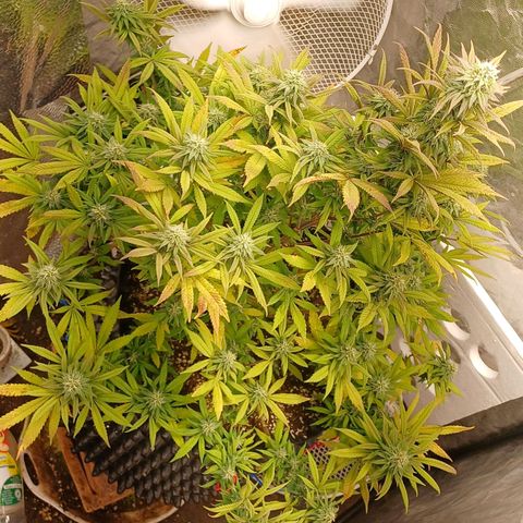 Sweet berry brasse growlog timeline photo