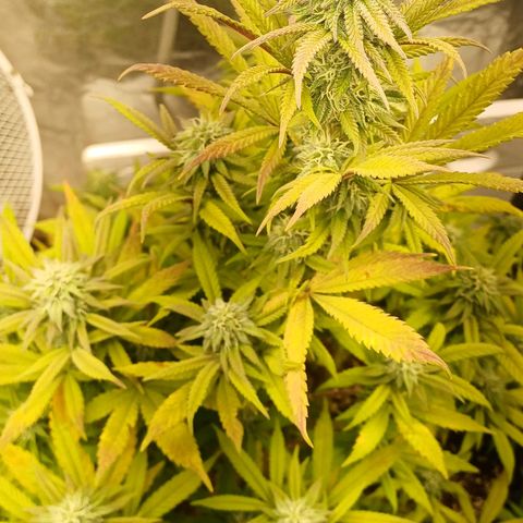 Sweet berry brasse growlog timeline photo