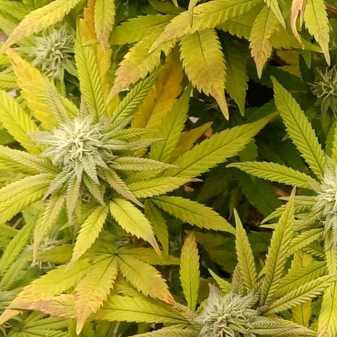 Sweet berry brasse growlog timeline photo
