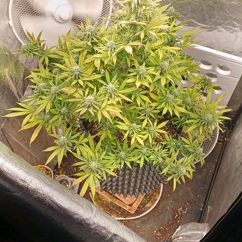 Sweet berry brasse growlog timeline photo