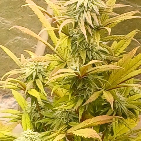 Sweet berry brasse growlog timeline photo