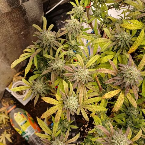 Sweet berry brasse growlog timeline photo