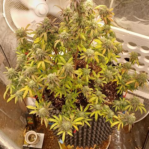 Sweet berry brasse growlog timeline photo