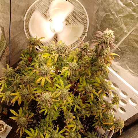 Sweet berry brasse growlog timeline photo