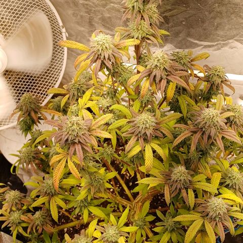 Sweet berry brasse growlog timeline photo