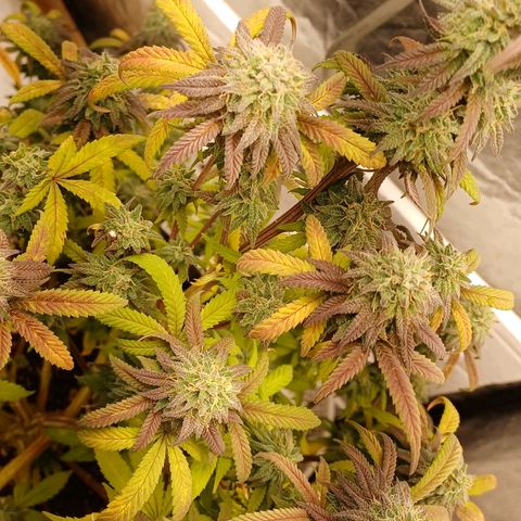 Sweet berry brasse growlog timeline photo