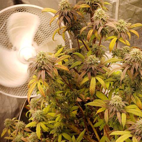 Sweet berry brasse growlog timeline photo