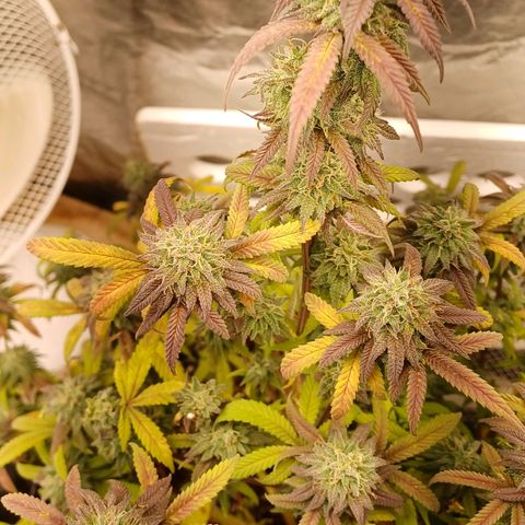 Sweet berry brasse growlog timeline photo