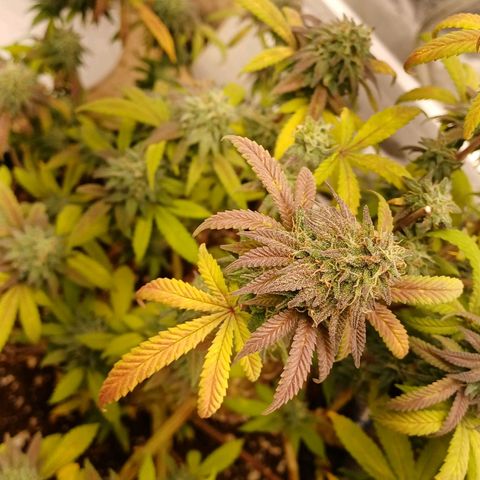Sweet berry brasse growlog timeline photo