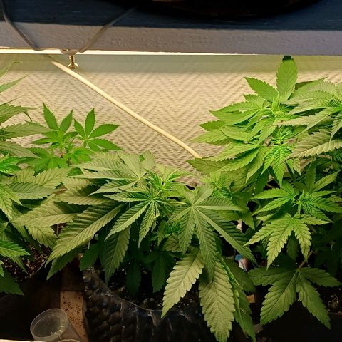 N13 #2 growlog timeline photo