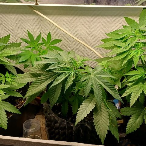 N13 #2 growlog timeline photo