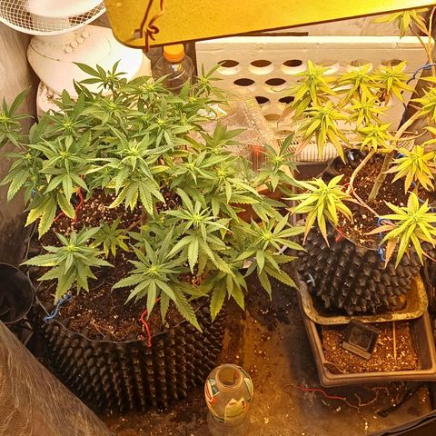 Mandarine Jam #2 growlog timeline photo