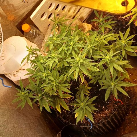 Mandarine Jam #2 growlog timeline photo