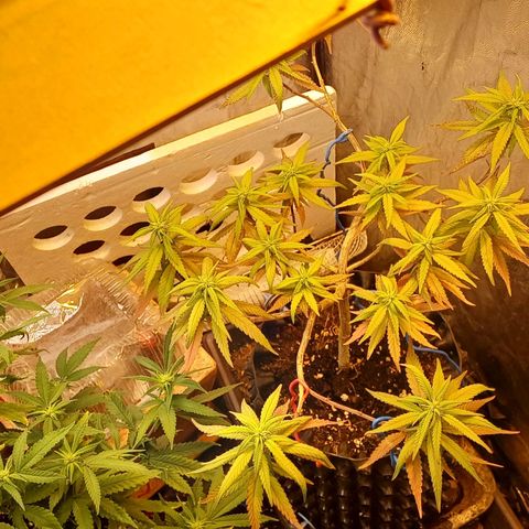 Mandarine Jam #2 growlog timeline photo