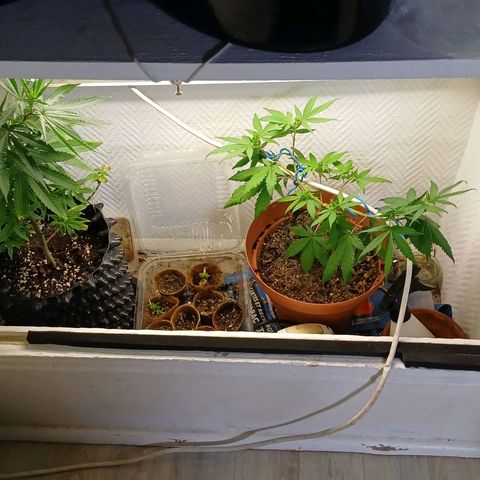 Mandarine Jam #2 growlog timeline photo