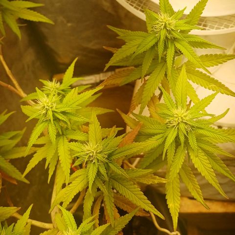 Mandarine Jam #2 growlog timeline photo