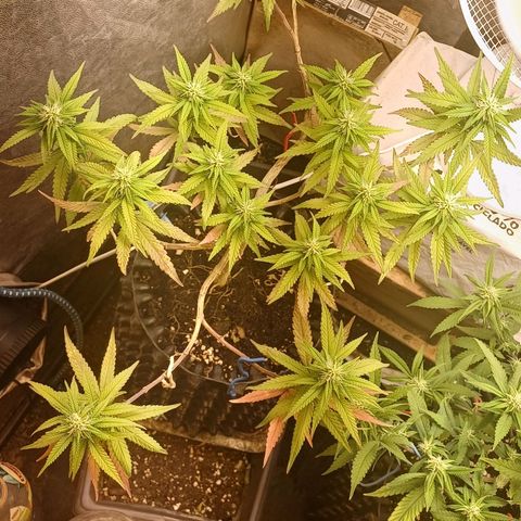 Mandarine Jam #2 growlog timeline photo