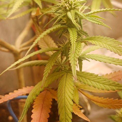Mandarine Jam #2 growlog timeline photo