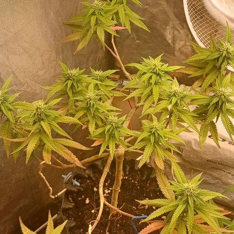 Mandarine Jam #2 growlog timeline photo