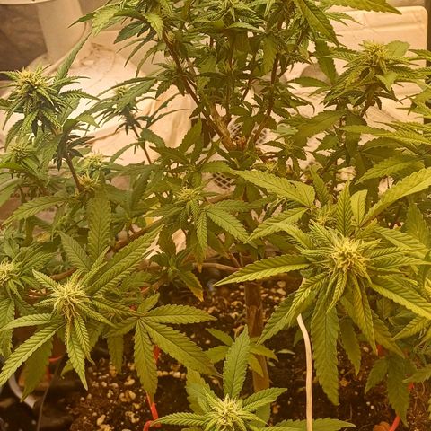 N13 #2 growlog timeline photo