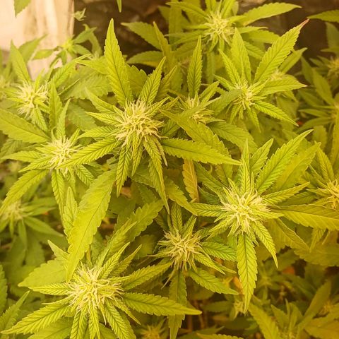 N13 #2 growlog timeline photo