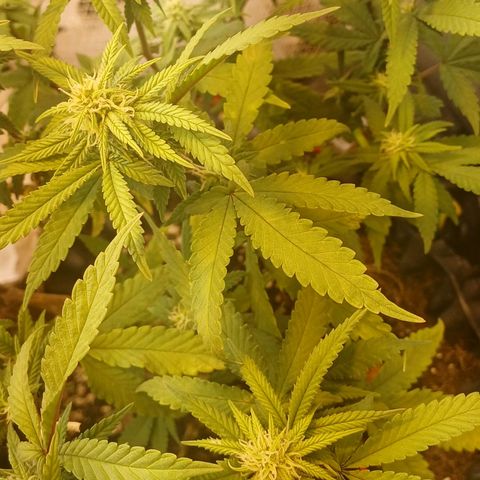 N13 #2 growlog timeline photo