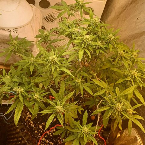N13 #2 growlog timeline photo