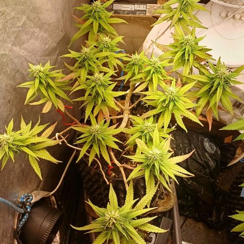 Mandarine Jam #2 growlog timeline photo
