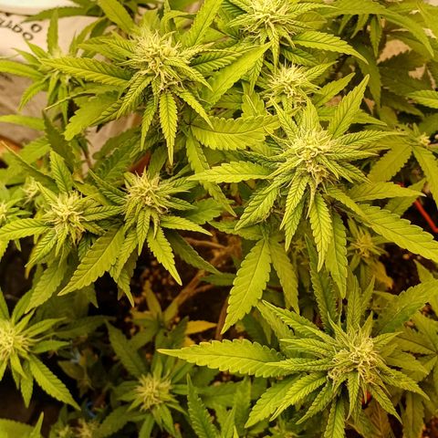 N13 #2 growlog timeline photo