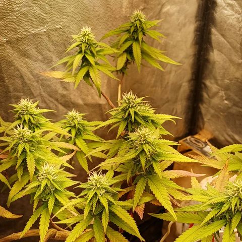 Mandarine Jam #2 growlog timeline photo