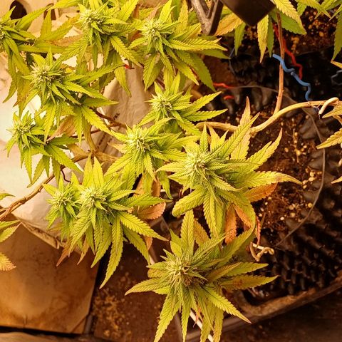 Mandarine Jam #2 growlog timeline photo
