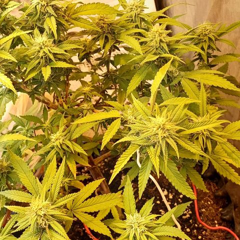 N13 #2 growlog timeline photo