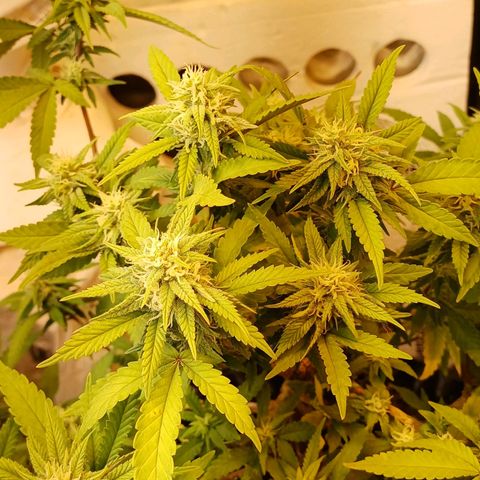 N13 #2 growlog timeline photo