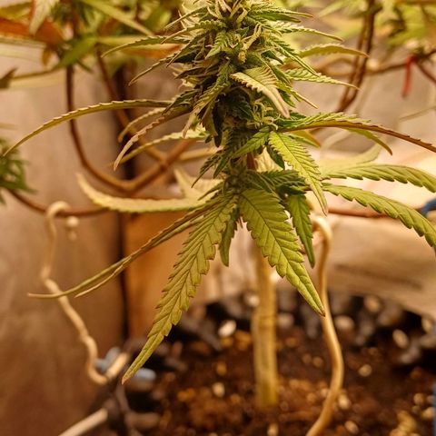 Mandarine Jam #2 growlog timeline photo
