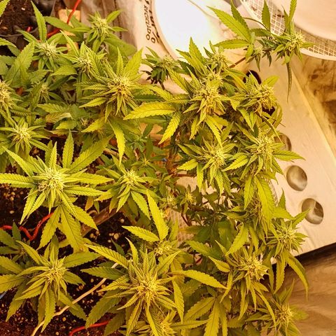 N13 #2 growlog timeline photo