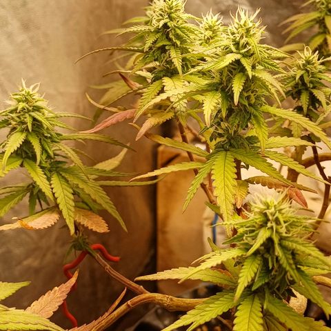 Mandarine Jam #2 growlog timeline photo