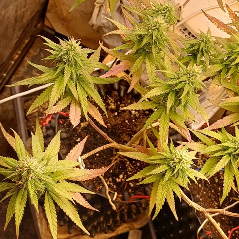 Mandarine Jam #2 growlog timeline photo