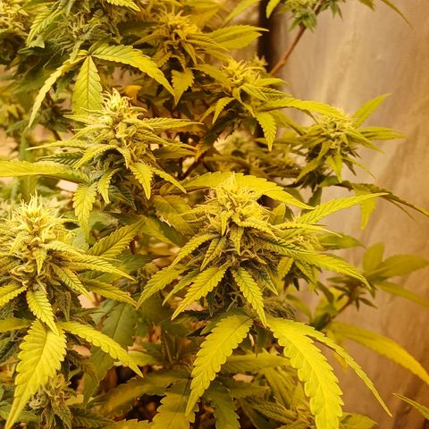 N13 #2 growlog timeline photo