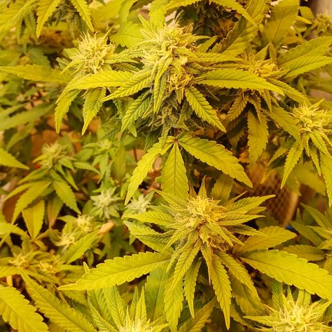 N13 #2 growlog timeline photo