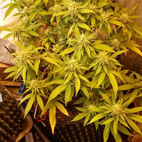 N13 #2 growlog timeline photo